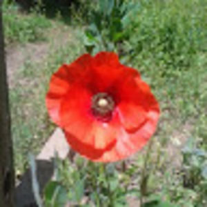 Meet your Posher, Paula